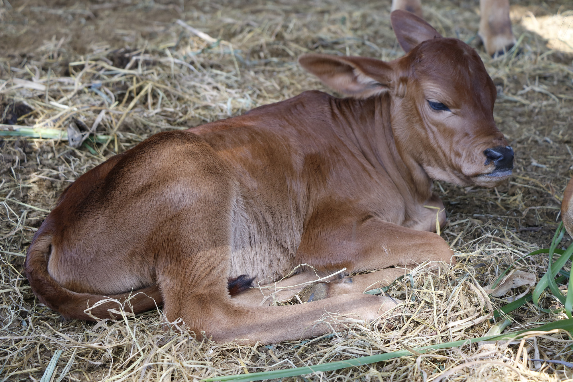 Bê vừa sinh phải uống sữa của chính bò cái đẻ ra