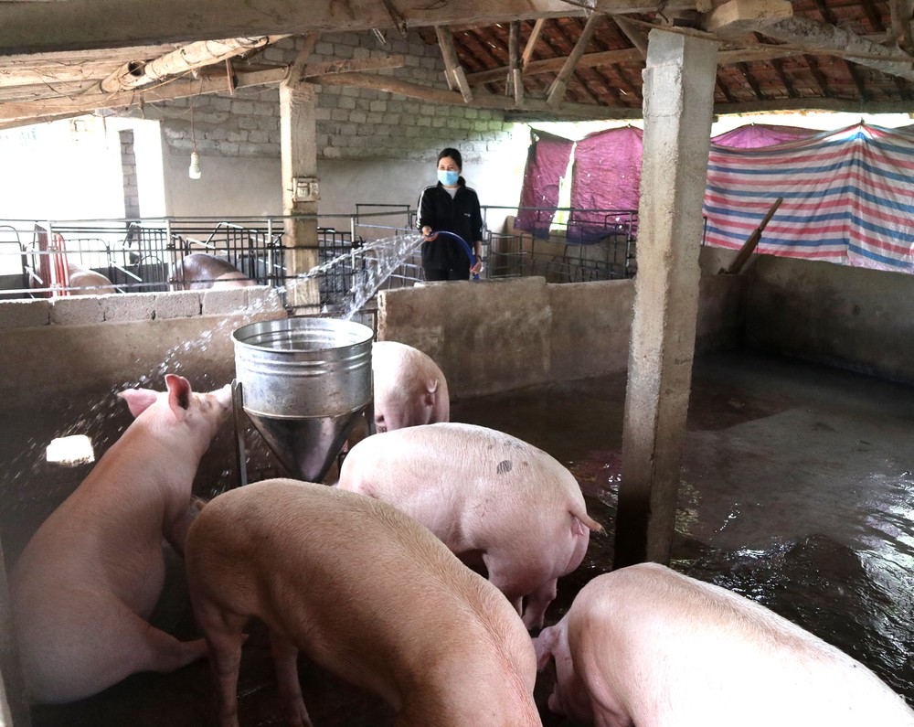 Giá thịt lợn hơi tăng nhẹ từ cuối tháng 10