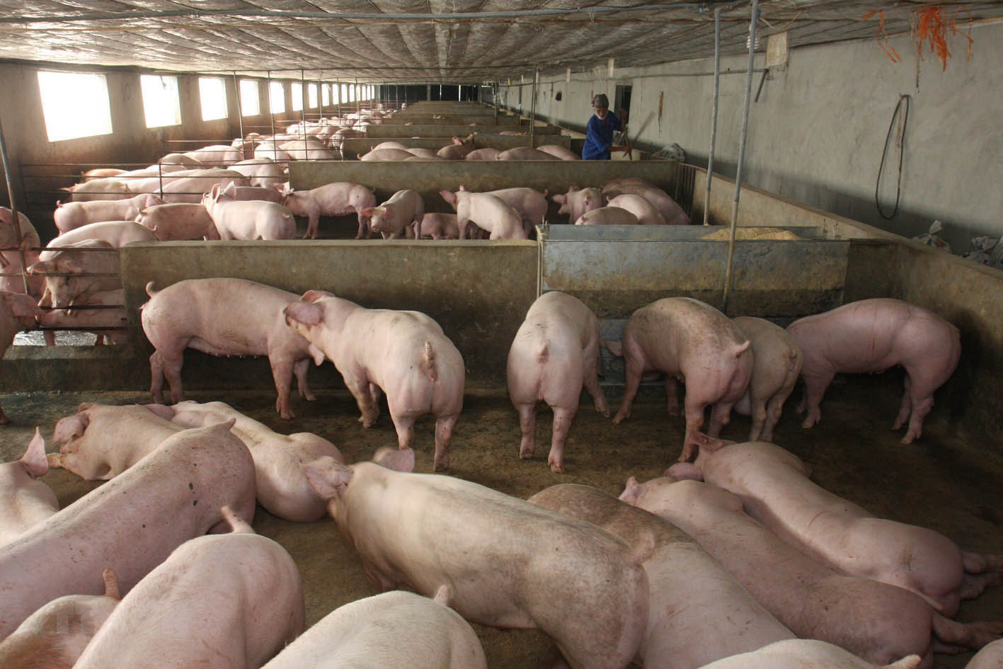 Giá lợn hơi giảm sâu nhất từ giữa năm 2019