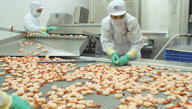 Xuất khẩu tôm Việt Nam đang dần hồi phục sau dịch bệnh